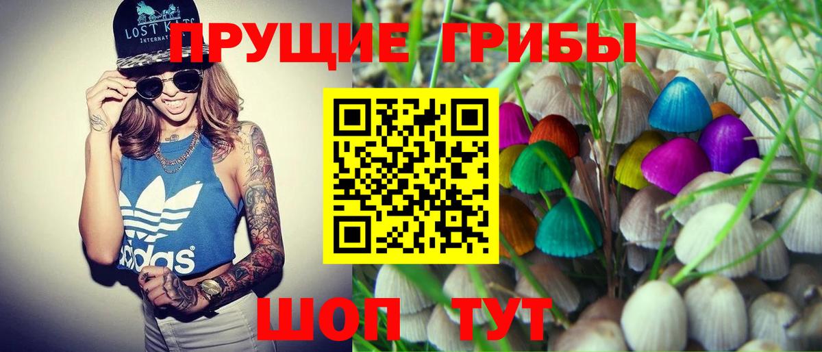 Псилоцибиновые грибы Cubensis Кингисепп